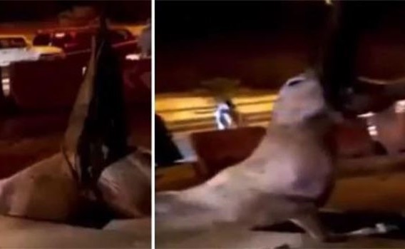 بالفيديو.. شاهد عملية إنقاذ حصان وقع في حفرة