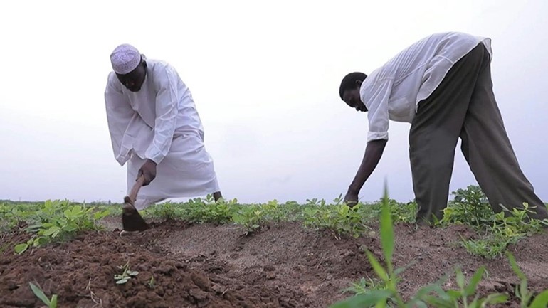بالفيديو.. السودان يفقد ريادته في السوق العالمية للفول السوداني مع حظر تصديره