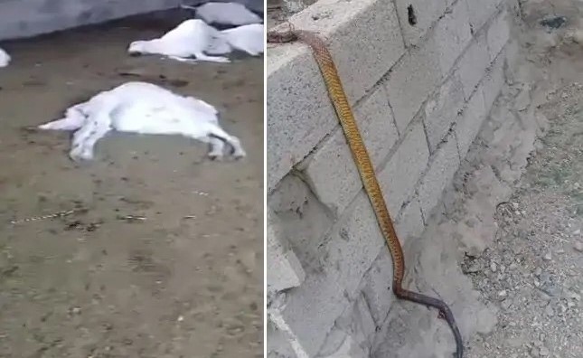 بالفيديو.. ثعبان سام يقتل قطيعاً من الأغنام في عسير