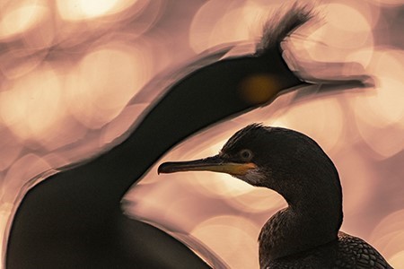 المصور الكويتي ماجد الزعابي يحصد المركز الأول بجائزة «تصوير الطيور» العالمية