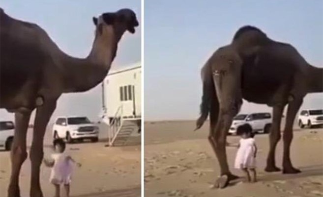 بالفيديو.. طفلة تلهو بأقدام جمل ضخم بطريقة خطرة