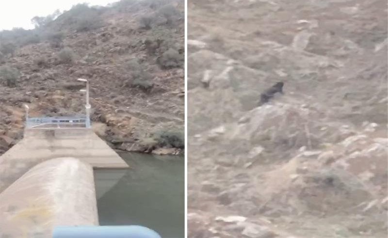 بالفيديو.. نمر أسود نادر يقفز فوق الصخور ويفاجئ المتنزهين
