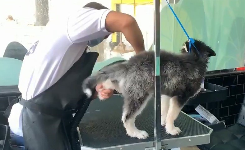 بالفيديو: مقهى سعودي يجذب زواره بالسماح بدخول الحيوانات الأليفة لأول مرة