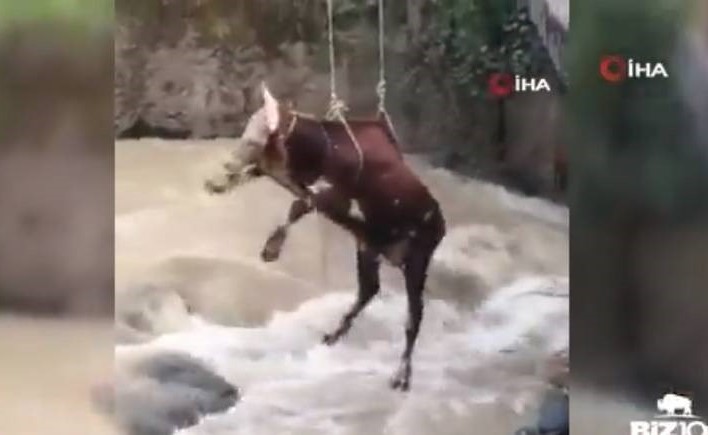 بالفيديو،،لحظة إنقاذ بقرة عالقة في فيضانات شرقي تركيا