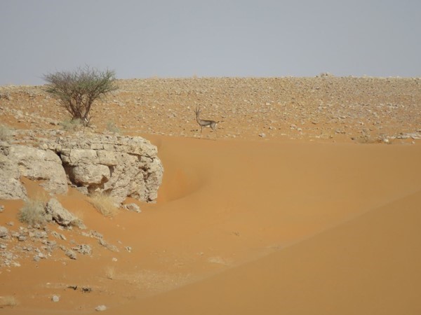 بالصور.. محمية سعودية تقع على أكبر بحر من الرمال