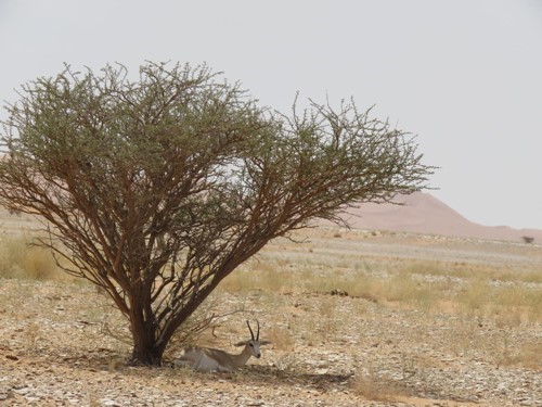 بالصور.. محمية سعودية تقع على أكبر بحر من الرمال