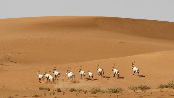 بالصور.. محمية سعودية تقع على أكبر بحر من الرمال