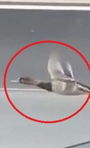 بالفيديو.. طائر يسابق السيارات على طريق سريع في لندن