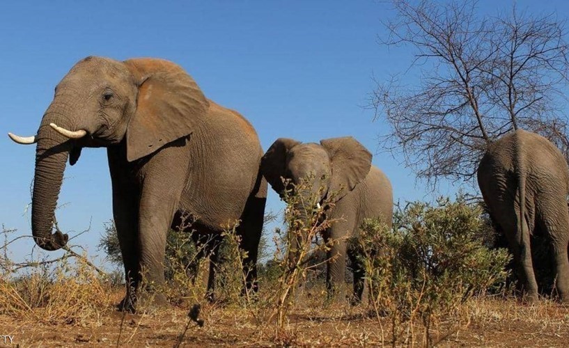 "مأساة الفيلة" تحيّر زيمبابوي.. والأنياب تزيد اللغز تعقيدا