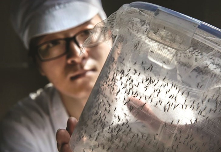 الحربي: مزارع لـ «البعوض» لمحاربة الفيروسات المميتة