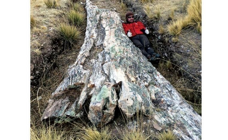 شجرة عمرها 10 ملايين سنة تكشف معدلات رطوبة قياسية