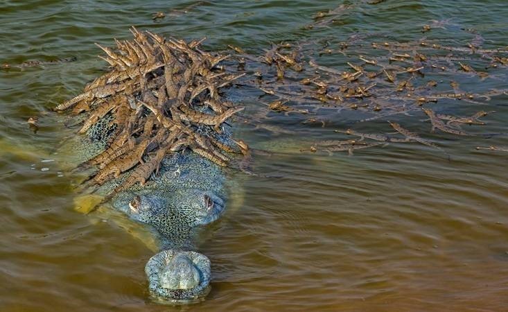 تمساح يحمل مئات من صغاره على ظهره