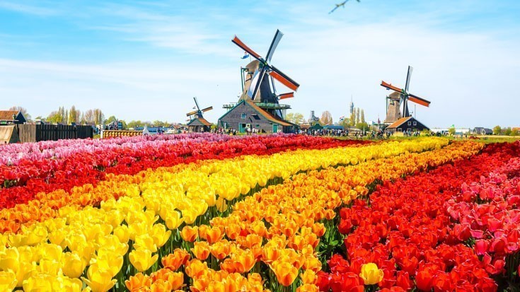 حديقة كوكينهوف الهولندية».. أكبر مصدر للسعادة في العالم