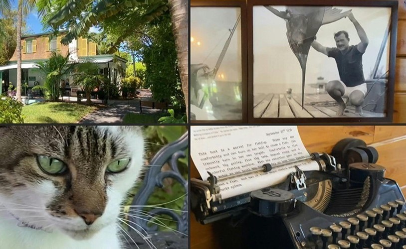 بالفيديو.. السياح يزورون منزل همينغواي من أجل قططه... لا قصصه