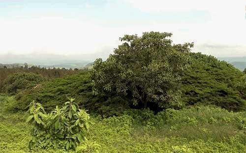 "غرار".. شجرة تتحول إلى "قاعة مؤتمرات" في إثيوبيا