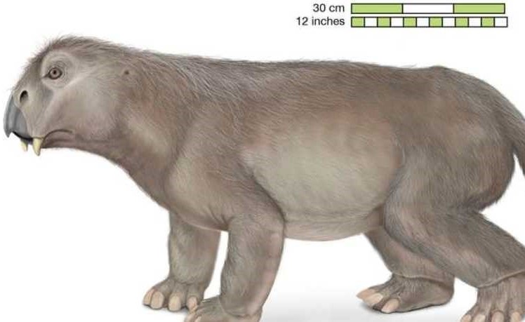 أول كائن دخل سباتا على الأرض.. علماء يكشفون حقائق مثير عن حيوان ليستروصورس