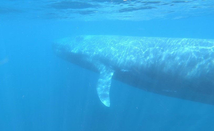 بالفيديو.. رصد الحوت العظيم النادر للمرة الثالثة خلال 100 عام.. وزنه 100 طن