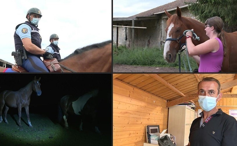 بالفيديو.. أصحاب الخيول يستنفرون لمواجهة ظاهرة قتل الحيوانات وتشويهها في فرنسا