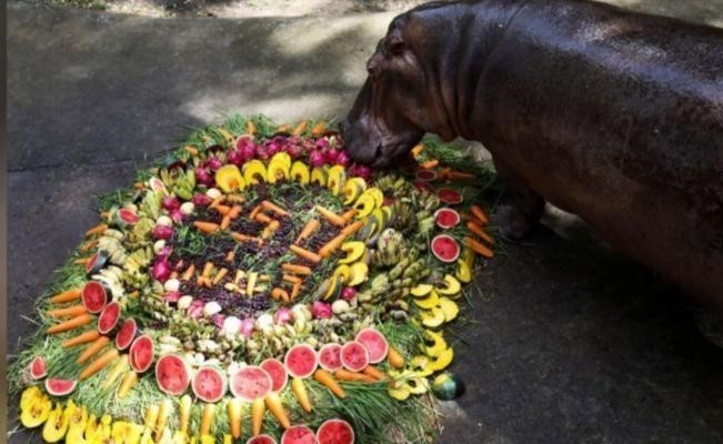 بكعكة ضخمة من الفاكهة والخضار .. شاهد،،أكبر فرس نهر في تايلاند يحتفل بعيد ميلاده