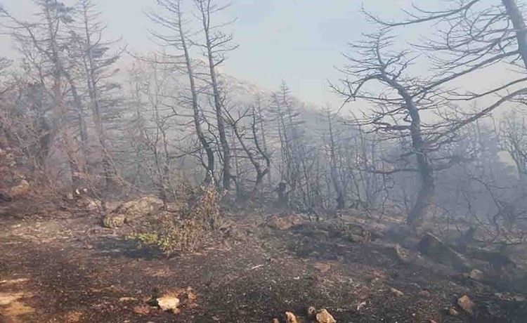 عشرات آلاف الاشجار تفحمت في غابات جبال اللاذقية