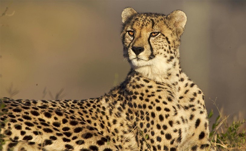 بالفيديو.. فهد يقتحم مطعما في فندق فخم بحثا عن وجبة إفطار