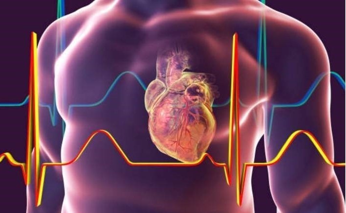 لأول مرة.. فريق ياباني يطور "قلبا ينبض" بتقنية ثلاثية الأبعاد