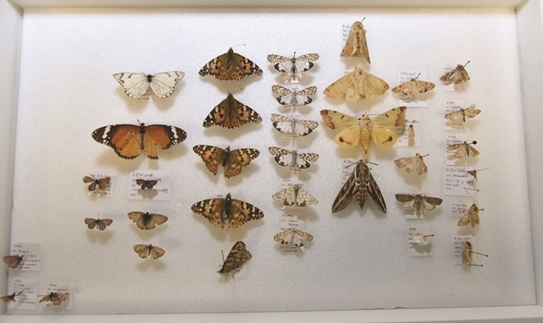 أنواع مختلفة من الفراشات