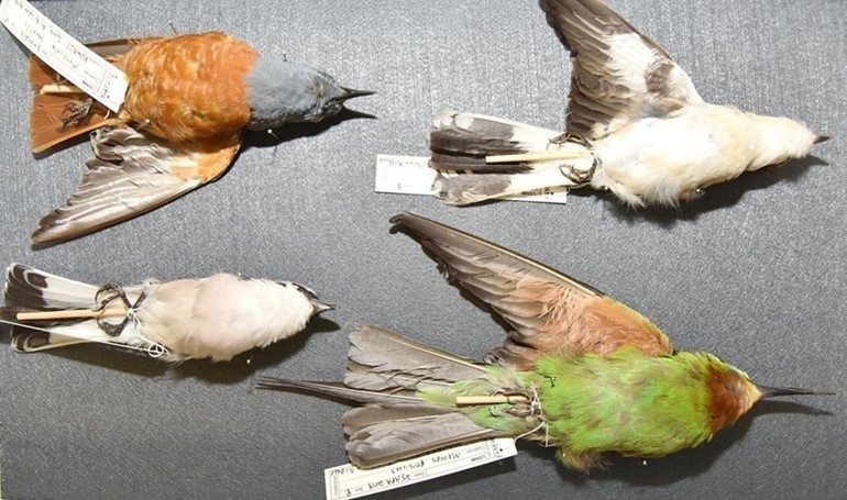 تحنيط أنواع من الطيور التي تصطدم بالطائرات