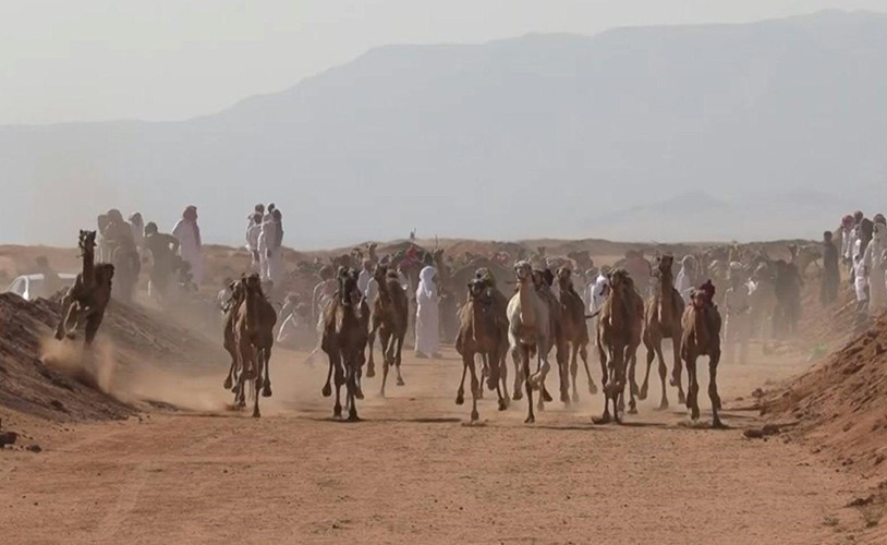 بالفيديو.. سباقات الهجن تعود إلى سيناء بعد توقف أشهر بسبب كوفيد-19