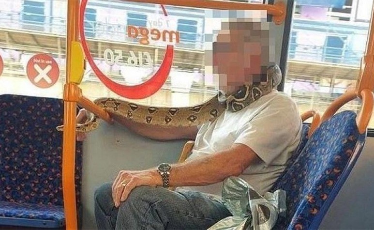 صورة.. راكب حافلة في بريطانيا يلف ثعباناً حول وجهه عوضاً عن الكمامة