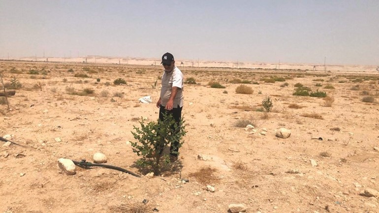 شجرة السدر تناسب البيئة الكويتية