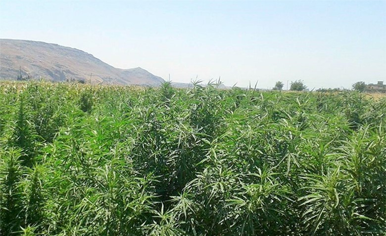 زيمبابوي تعلن عن قواعد لزراعة الحشيش لتعزيز الدخل