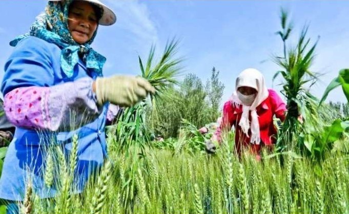 علماء ينجحون بزراعة أشجار عالية البروتين