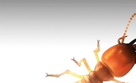 النمل الابيض