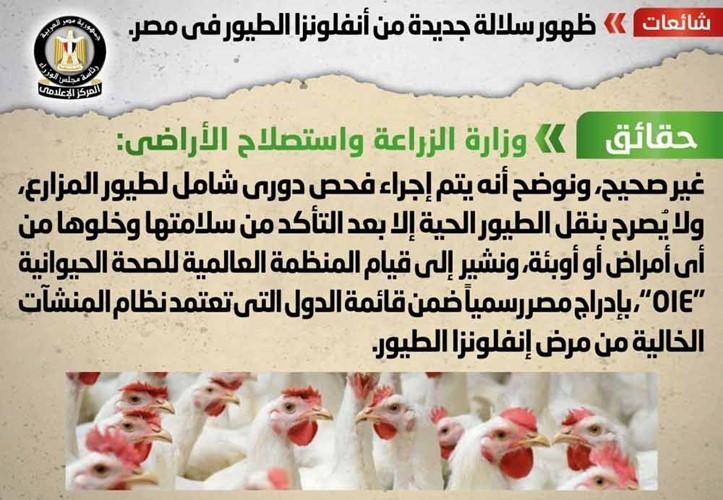 الحكومة تنفي ظهور سلالة جديدة من أنفلونزا الطيور في مصر