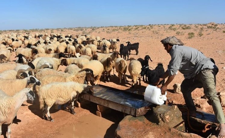 ظهور حالات من حمى الوادي المتصدع في موريتانيا