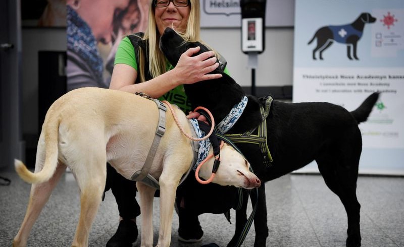 كلاب مدربة للكشف عن فيروس كورونا تفوز بجائزة "الكلب البطل " الفنلندية