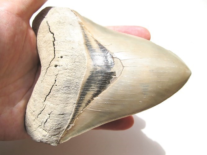 سن القرش المهداة إلى الأمير الصغير جورج