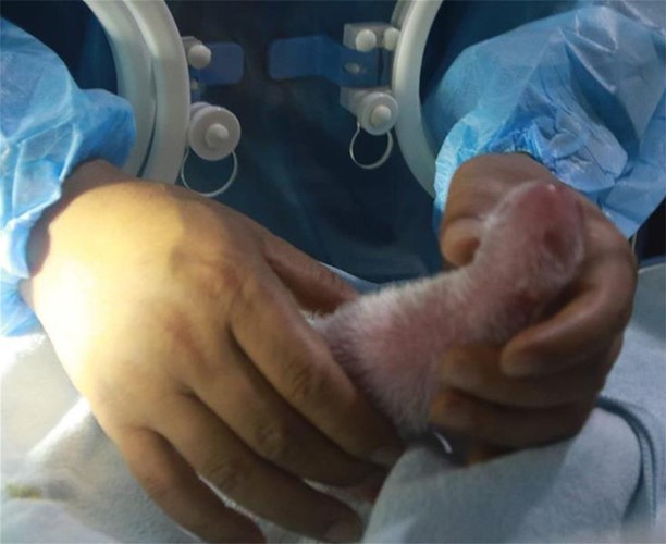 ترحيب بشبل الباندا المولود حديثا من الباندا العملاقة "تشو تشو"