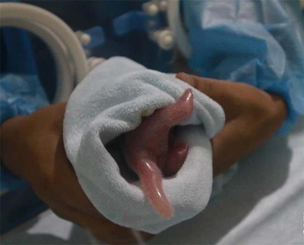 ترحيب بشبل الباندا المولود حديثا من الباندا العملاقة "تشو تشو"