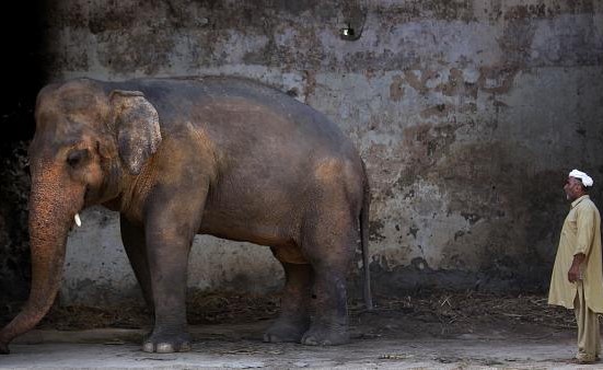 نجمة البوب الأمريكية شير تزور باكستان لتوديع الفيل كافان قبل نقله إلى كمبوديا