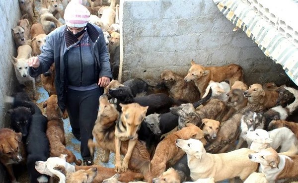 عاشقة حيوانات سورية تنقذ أكثر من ثلاثة آلاف كلب