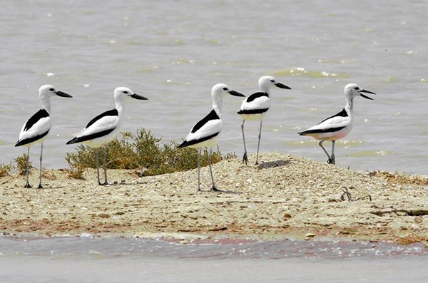محمية مبارك الكبير البحرية تحتضن الكثير من الطيور