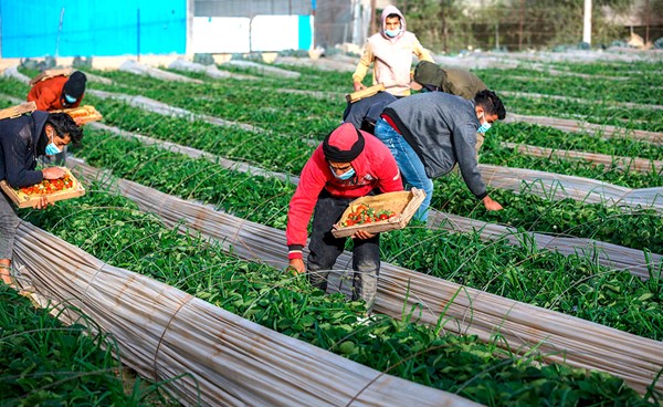 مزارعون فلسطينيون يحصدون الفراولة في حقل في بلدة بيت لاهيا شمال قطاع غزة (أ.ف.پ)