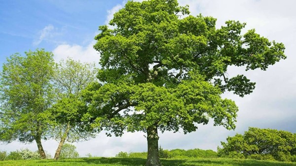 مؤسسة معنية بالطبيعة توضح السبل لمساعدة الأشجار على النمو في بريطانيا