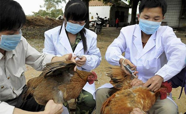 رصد حالات تفش جديدة لأنفلوانزا الطيور في اليابان