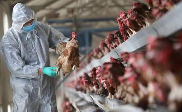 ظهور بؤرة لإنفلونزا الطيور في العراق