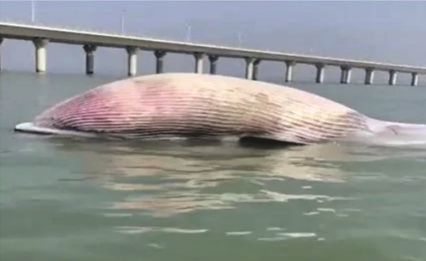 الحوت النافق قبل انتشاله