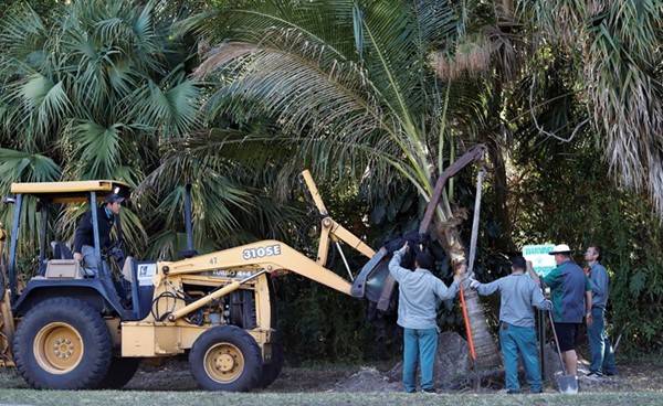 عمال يزرعون شجرة لحجب الرؤية عن داخل مجمع ترامب الفاخر للغولف في بالم بيتش بفلوريدا	(رويترز)