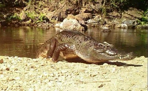 تمساح من نوع مهدد بالانقراض شوهد في محمية تايلاندية